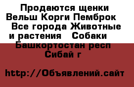 Продаются щенки Вельш Корги Пемброк  - Все города Животные и растения » Собаки   . Башкортостан респ.,Сибай г.